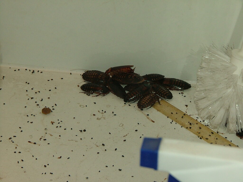Cockroach In Bathroom