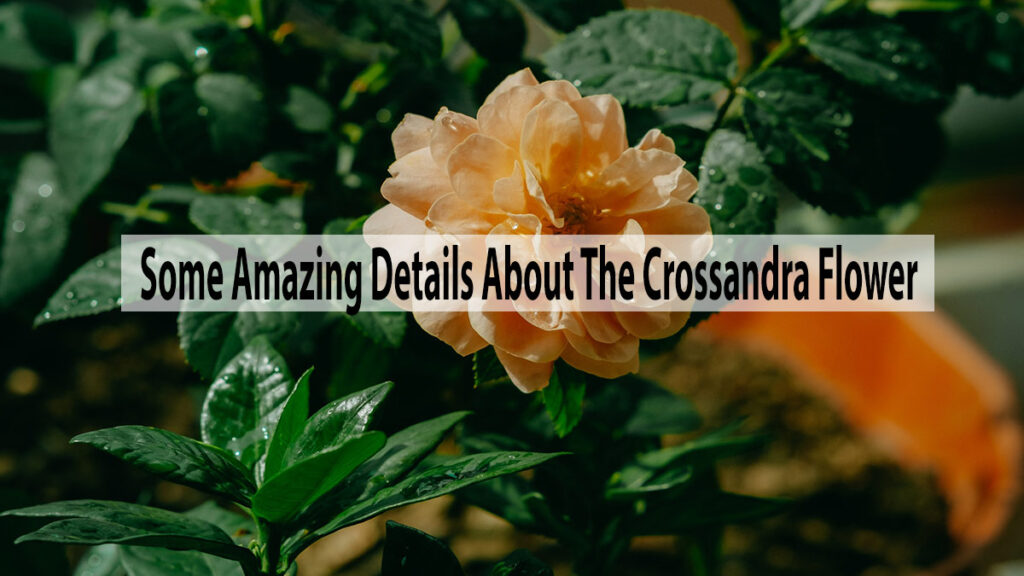 Some Amazing Details About The Crossandra Flower