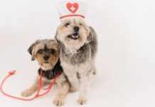 How to Keep Your Dog Healthy & Safe from Diseases Dog Healthy
