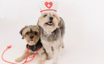 How to Keep Your Dog Healthy & Safe from Diseases Dog Healthy