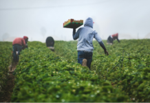 Discover Authentic Thai Farming: A Unique Experience for Travelers Thai Farming