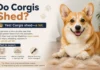 Do Corgis Shed? How Much Fur to Expect and How to Keep It Under Control Do Corgis Shed