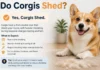 Do Corgis Shed? How Much Fur to Expect and How to Keep It Under Control Do Corgis Shed